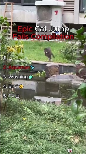 Epic Cat Jump Fails Compilation 😹🐱
