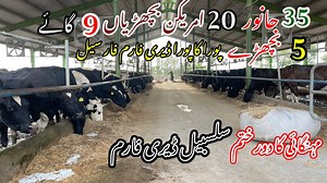 3.3K views · 182 reactions | Australian Frezan Cows | American Heifer | Bachrian Price | Cows For Sale In Salsabeel Dairy Farm | Google Dairy Farm | Facebook