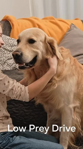 1.4K views · 340 reactions | Power Dog Breeds - Part 2 | Kiga.Puppy.Kindergarten | Facebook