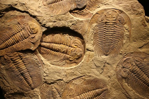 Why did trilobites go extinct?