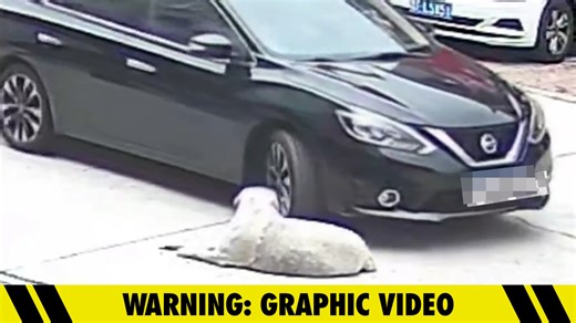 Dog Survives Being Run Over by Car