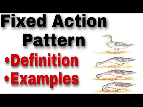 #Fixed action pattern.