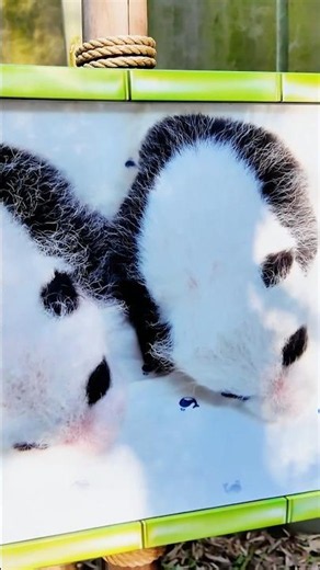 WHAT DO NEWBORN PANDAS LOOK LIKE ❓ #veve #thacduc #panda