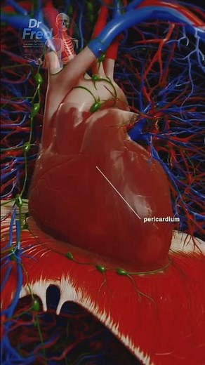 3d animation of the pericardium