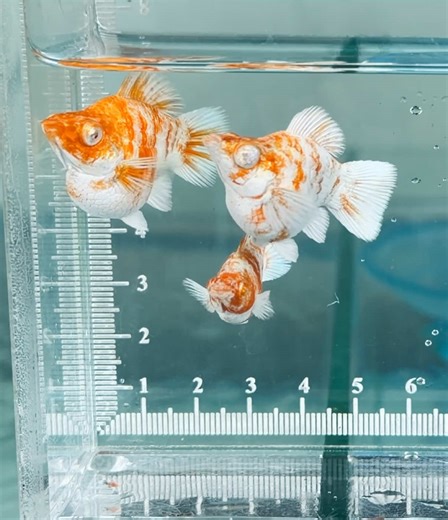 Albino Sakura Molly Fish Care Guide