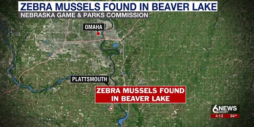 Nebraska Game & Parks says zebra mussels found in Beaver Lake