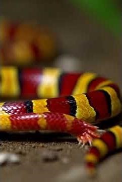 Coral #CoralSnake#VenomousSnakes#SnakeFacts#Wildlife