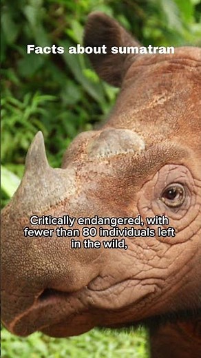 Sumatran rhino facts and conservation awareness