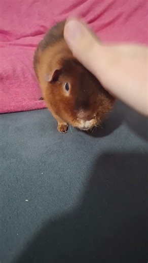 so cute I'm angry #funny #memes #cuteness