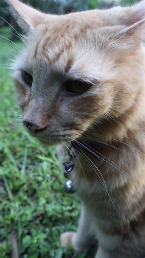 Squirrel Tail Cat purrs into camera 😻📢