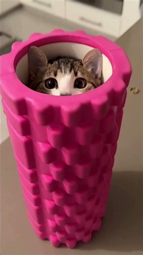 If You Have a Cat, You Need to See This!