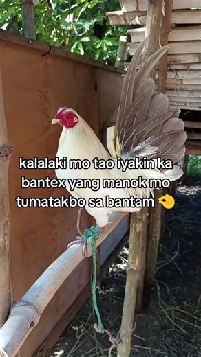 Nurturing Backyard Bantams: A Complete Guide