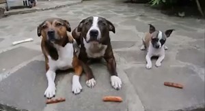 Three dogs, told to wait for their treats. You won't believe what happens next!