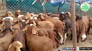 162K views · 2.7K reactions | ఇలాంటి పొట్టేలు పిల్లలను ఎప్పుడు చూడలేదు .! మేలు జాతి గొర్రెలు, మేకల వివరాలు | Best sheep & Goat breeds Note: This post doesn't goes against Facebook community guidelines and standards.it just information to help indian farmars. | Eagle Agro | Facebook