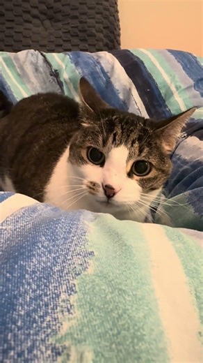 She can’t decide if she wants to play or go full zoomies. 🤣 #sunnybunny #seniorcats #funnycats