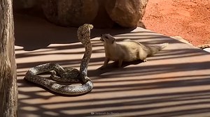 The secret weapon that lets mongooses kill cobras