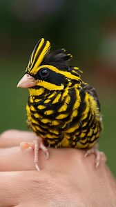 So beautiful with amazing song | The Wildlife