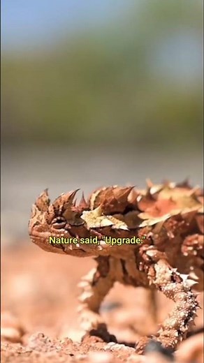 Thorny Devil: The Desert's Most Extreme Survival Expert
