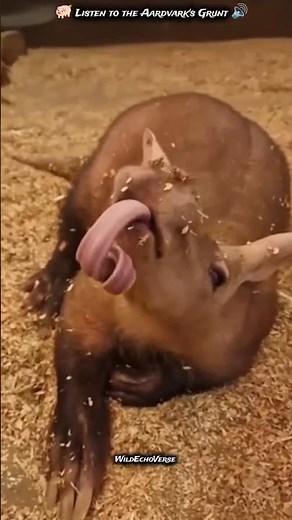 This Animal Has a Powerful Nose & Huge Ears! 🐾 Amazing Aardvark Facts #Aardvark #AnimalFacts