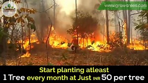 472 reactions · 67 shares | World's largest rainforest, the Amazon Forest, has been burning non-stop. Here's what you can do - https://www.grow-trees.com/plant/monthly.php | Grow-Trees.com | Facebook