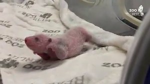 PANDA BABIES! These tiny panda twin cubs are the newest arrivals at Zoo Berlin, and they're the very first of their species to be born in Germany! 🐼😍 STORY: http://bit.ly/2knA1XG | FOX 13 News - Tampa Bay