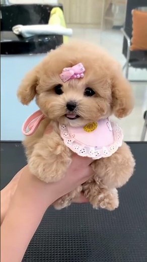 Cavapoo puppies are the cutest after their haircuts
