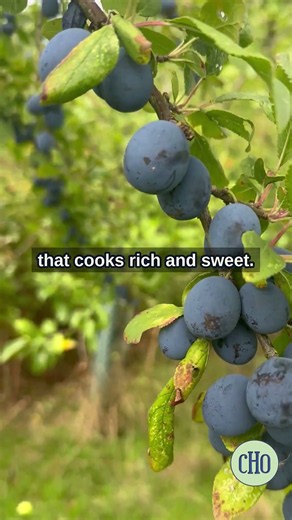Farleigh Damson | Chiltern Heritage Orchards