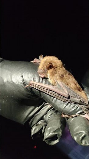 Bat Chat: Big Brown Bat