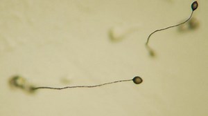 Why Cheaters Don't Prosper