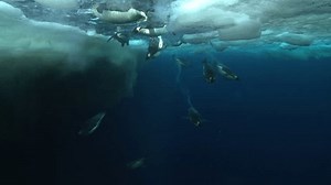 Emperor Penguins Aptenodytes Forsteri Swimming Near Stock Footage Video (100% Royalty-free) 9322079 | Shutterstock