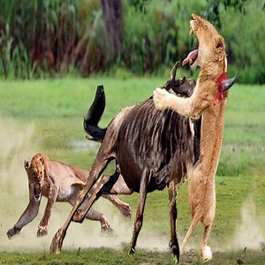 Lion used the car as a hiding place to attack the Wildebeest without success - Wild Animal Attacks | Wild Africa