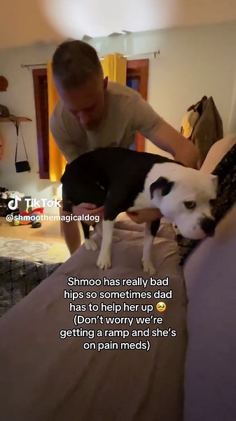 Supporting Shmoo: Dog Needs Hip Surgery