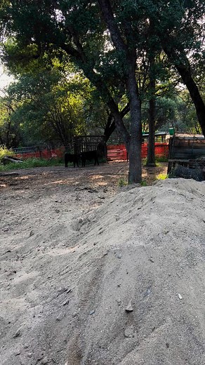 Lowline Aberdeen Cattle on Reels