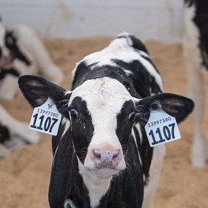 Meet Peek-a-Moo, a Data Visualization Tool for Dairy Cattle