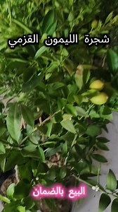 19 reactions |  … شجرة الليمون القزمي 4 فصول  تحب عندك شجرة تعطيك...