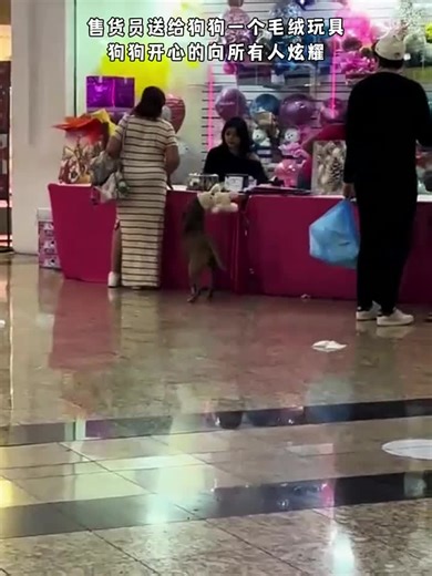 🇨🇳 售货员送给狗狗一个毛绒玩具。 🇬🇧 A shop clerk gave the dog a plush toy. 🇨🇳 狗狗开心的向所有人炫耀。 🇬🇧 The dog is happily showing it off to everyone. 🇨🇳「爱是那种无需言语，仅靠动作就能感知的温度。」 —— 托尔斯泰 🇬🇧 “Love is that temperature perceived through actions even without words.” —— Leo Tolstoy 🇨🇳 类似案例： 🇬🇧 Similar cases: 🇨🇳 在杭州的一家宠物友好商场里，一名正在整理货架的售货员看到一只乖巧的金毛一直盯着橱窗里的解压球，便征得店长同意后将一个样品球送给了它。狗狗叼起圆滚滚的球，不仅没有立刻跑开，反而兴奋地在商场走廊里巡回“演讲”，每遇到一个路人都会停下来，摇着尾巴把球伸到人家面前，嘴里发出兴奋的呜呜声，直到每个人都摸摸它的头并夸赞它的新玩具，它才心满意足地跟着主人离开。 🇬🇧 In a pet-friendly mal