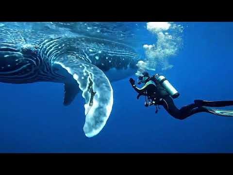 Deep Ocean ASMR 🌊 Relaxing Whale Sounds for Sleep, Focus & Stress Relief (8 Hours)