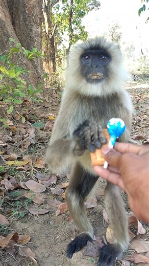 Langur Took Biscuit From My Hand 😍🐒 | Cute Wildlife Moment #Shorts