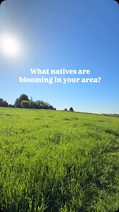 What natives are blooming in your area? 🌼🥳 | Prairie Moon Nursery