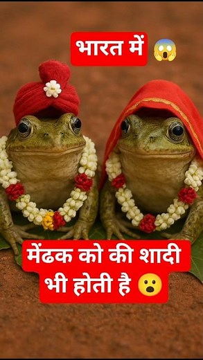 Frog Wedding in India 🤯 | ऐसे होते हैं मेंढकों की शादी के Rituals! #facts