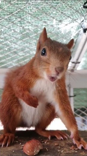 Agitated Squirrel Makes Sounds || ViralHog
