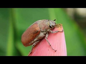 Partes Del Insecto- Canción de Insectos - Cabeza, Tórax y Abdomen