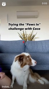 Aussie House Sitters on Reels