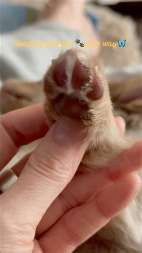 🐾🐶#paws #puppy #fyp #memes #viral