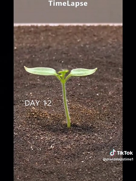Plants Grow in Fast Forward | Nature's Timelapse