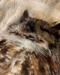 22K views · 524 reactions | Sad effects of rat poison | Carolina Waterfowl Rescue | Facebook