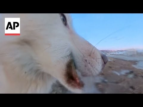 Watch the moment a Greenland sled dog steals AP camera