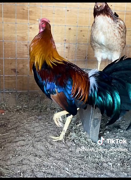 Roosters and Hens Hobby on TikTok