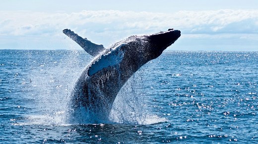 Best Places To See Whales In Washington - 2024 Guide