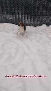 Huge thank you to our amazing staff who braved the weather to care for our shelter pets!! 🐾❄️ Looking for a winter companion? Adopt a blizzard buddy, our shelter dogs and cats are waiting! 😊🫶🏻✨🏡 | Father John's Animal House